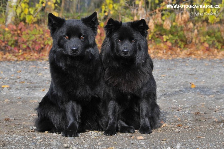Лаппхунд Лапландский шпиц