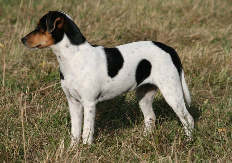 Датско-шведская фермерская собака