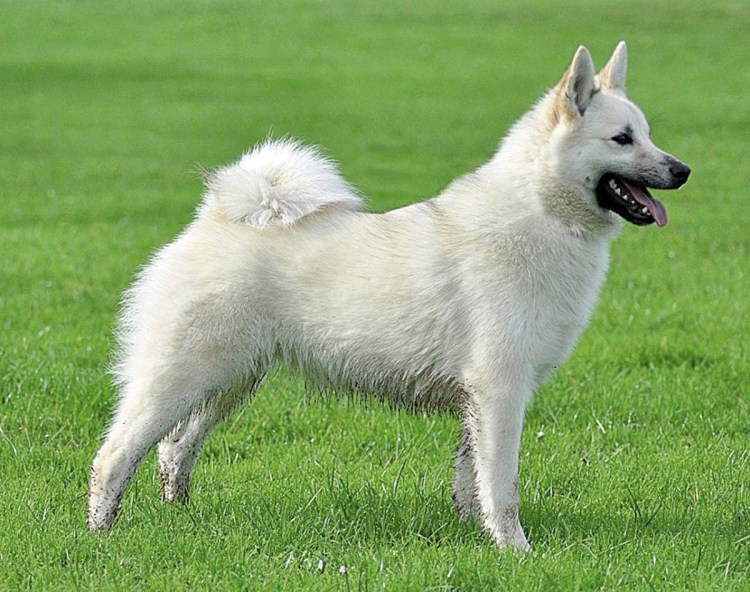 Норвежская лайка бухунд