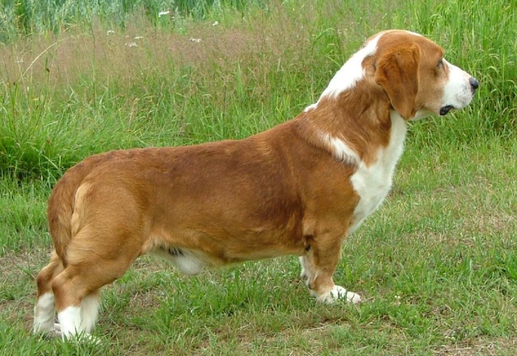 Древер порода