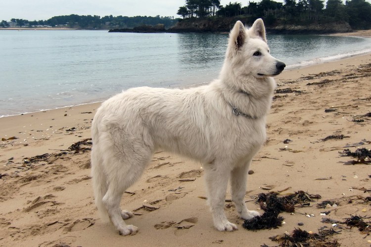 Американо-канадская белая овчарка