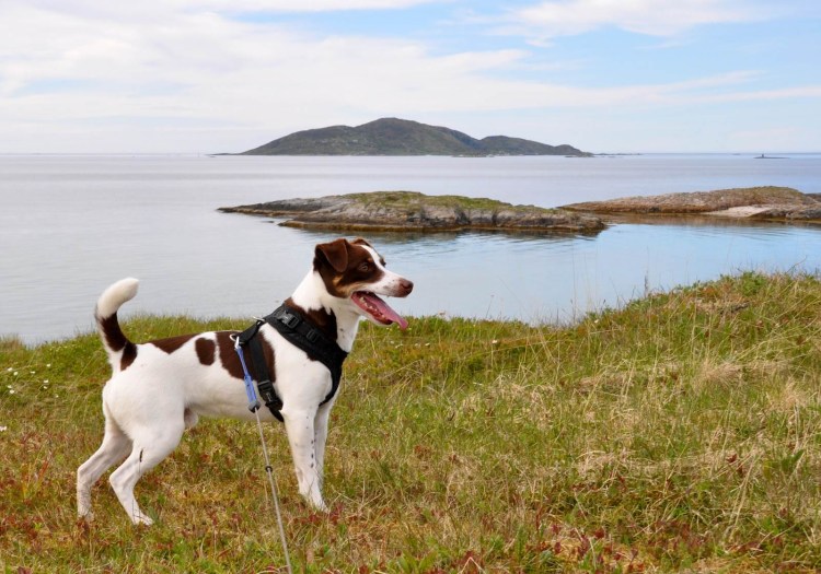 Датско-шведский гардхунд