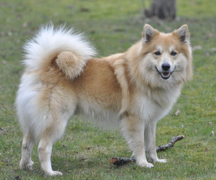 Лаппхунд Акита