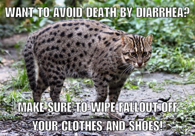 Ириомотейская Дикая кошка