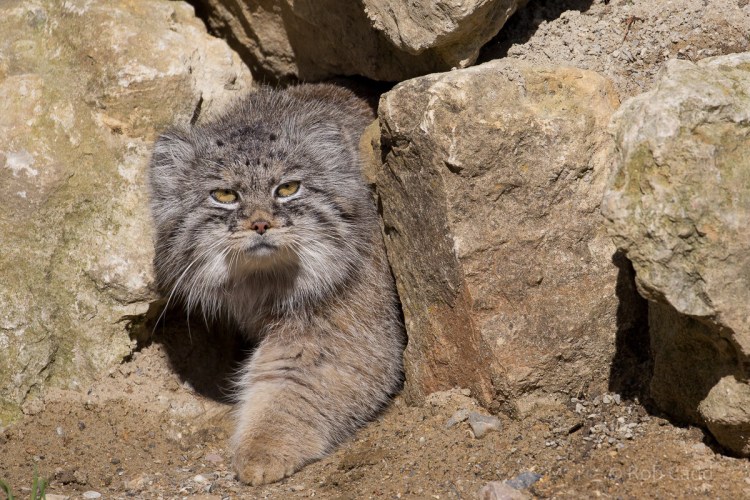 Палласов кот