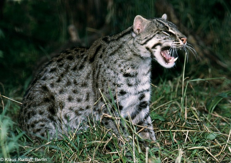 Виверровый кот рыболов