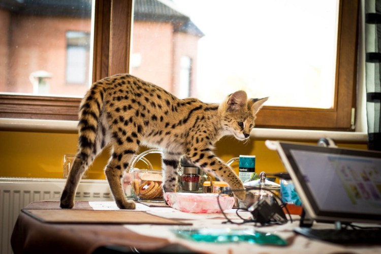 Сервал домашний