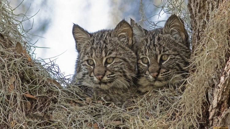 Гнездо рыси