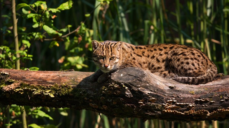 Дикие кошки