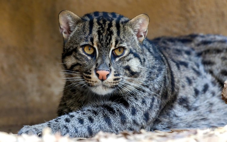 Ирландский Крысолов кот