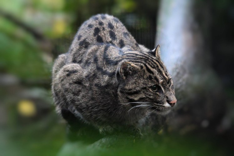 Виверровые (Viverridae)