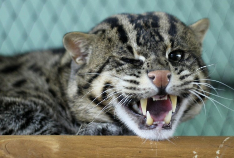 Кот виверровый кот-рыболов