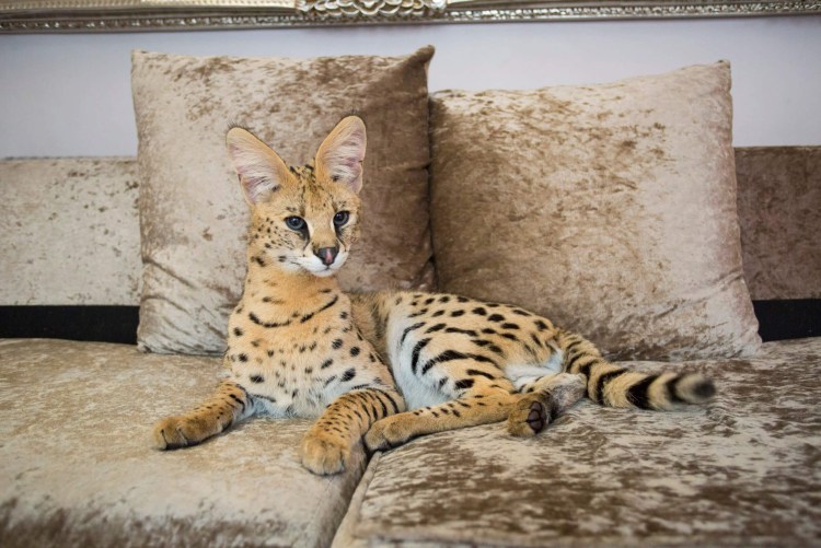 Бенгальский камышовый кот