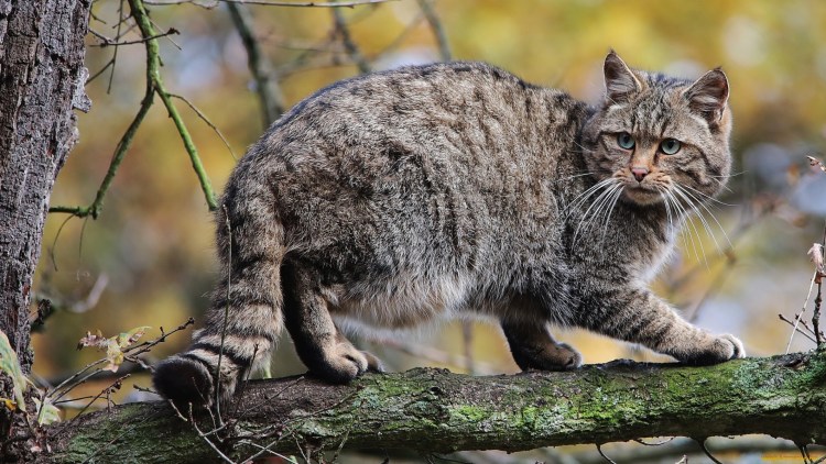 Рысь Лесная кошка