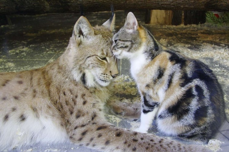 Ленинградский зоопарк Рысь