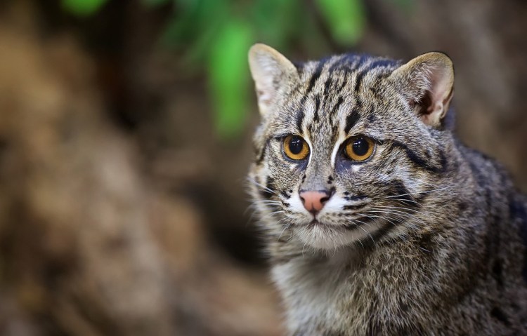 Сибирский камышовый кот