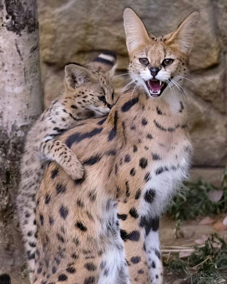 Кошка Жоффруа Южная Америка