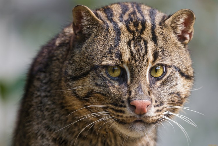 Кошка-рыболов Prionailurus viverrinus