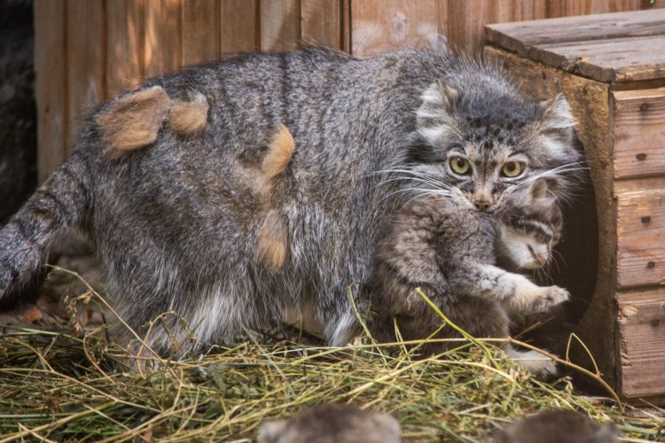Манул с добычей фото