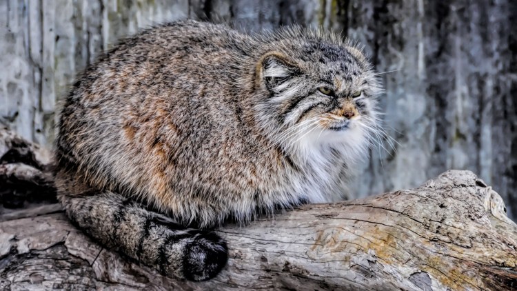 Сервал Саванна