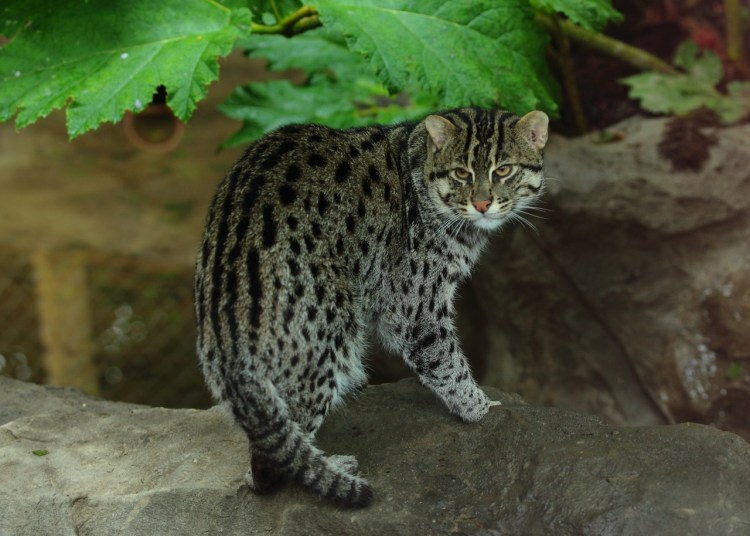 Камышовый бенгал