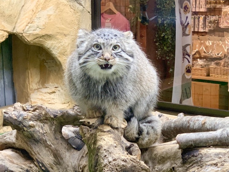 Кот Манул кун