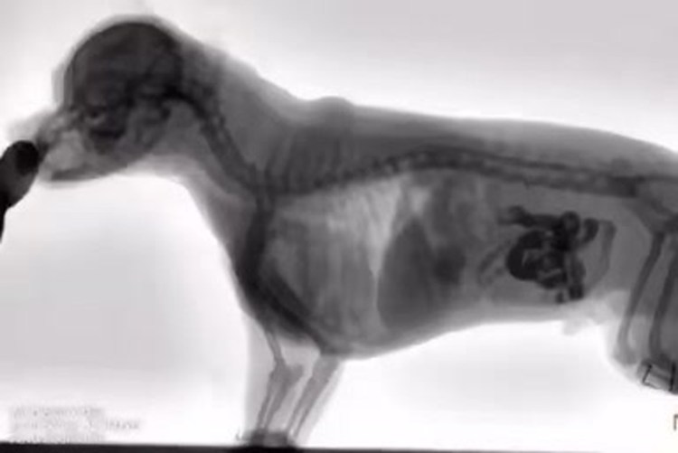 Опухоль печени у собаки рентген