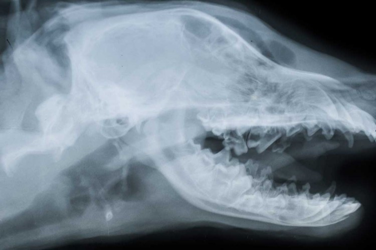 Рентген снимок нижней челюсти собаки