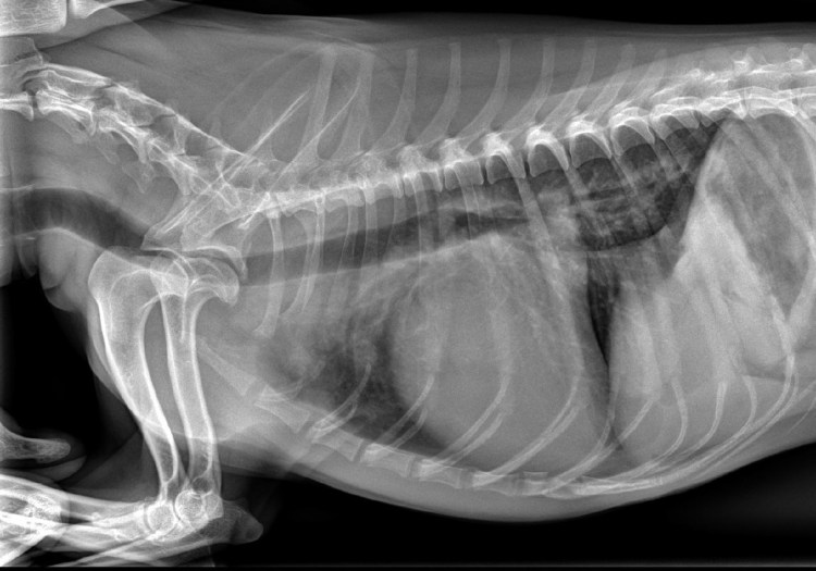 Рентгеновские снимки животных