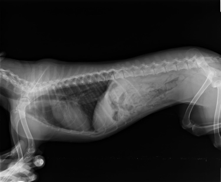 Рентген грудной клетки собаки норма