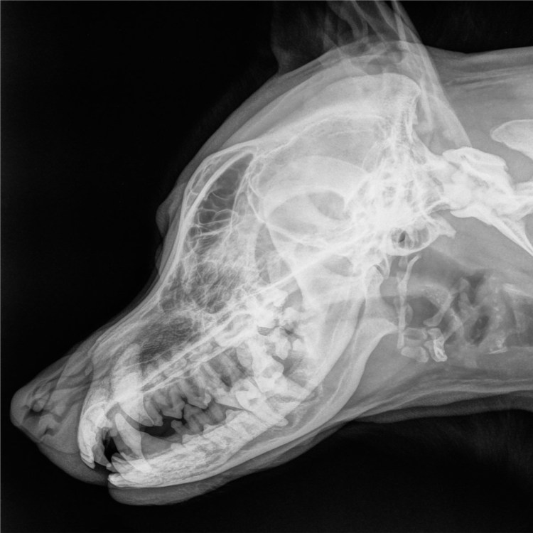 Рентгеновский снимок собаки