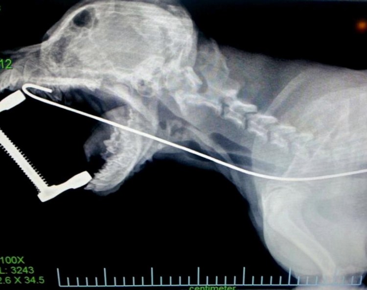 Подъязычная кость собаки рентген норма