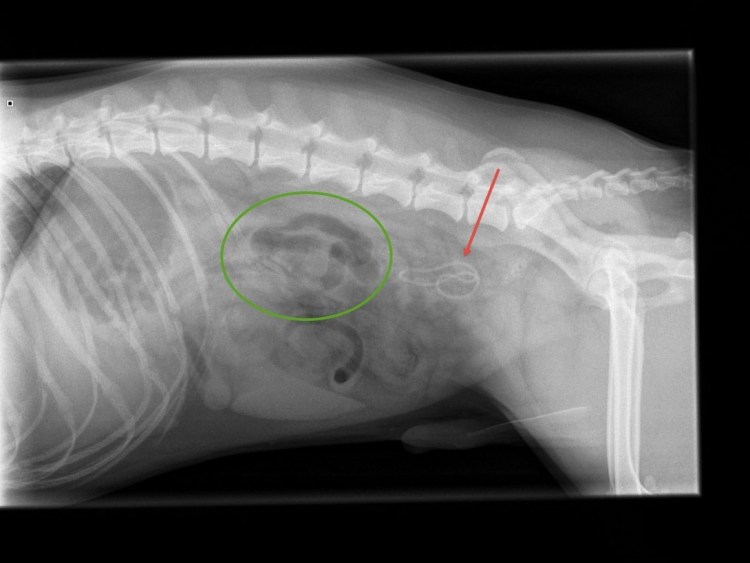 Перикардит у собаки рентген