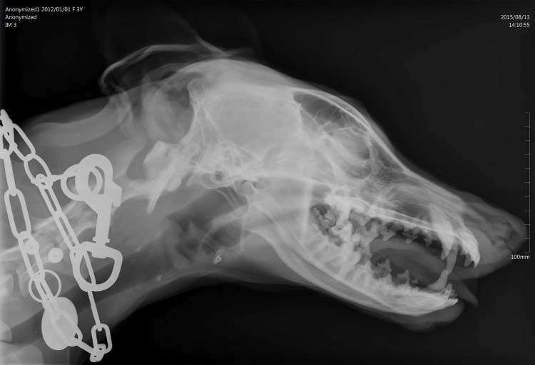 Подъязычная кость собаки рентген норма