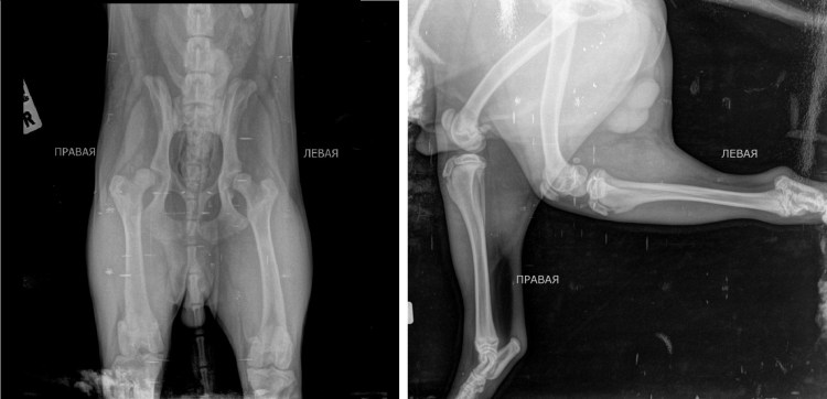 Рентген кошки с инородным телом в кишечнике