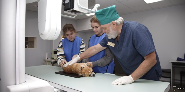 Рентген Ветеринария