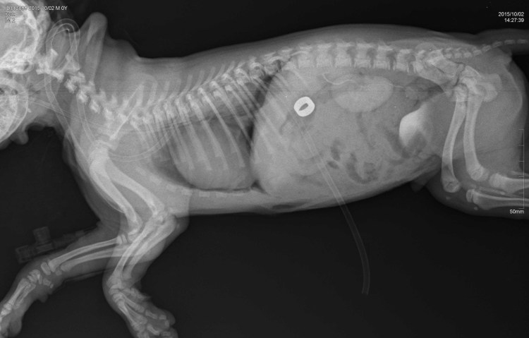 Пиометра на рентгене у собак