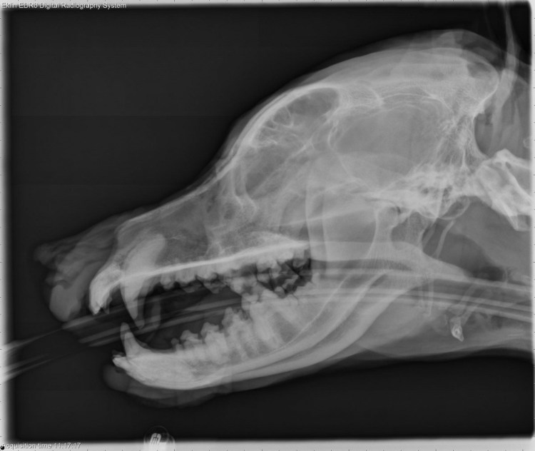 Рентген снимок нижней челюсти собаки