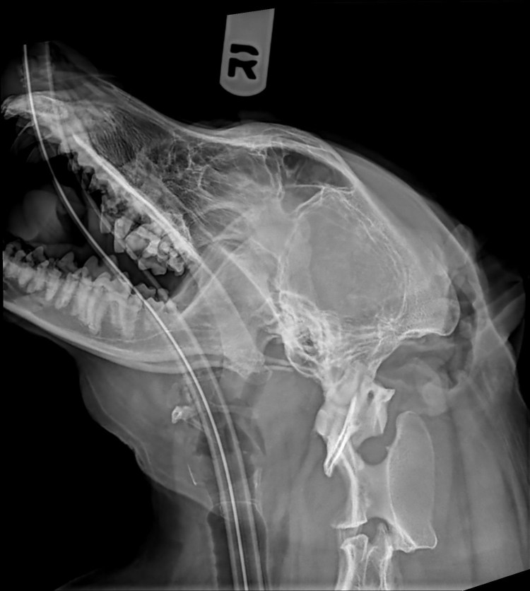 Подъязычная кость собаки рентген норма