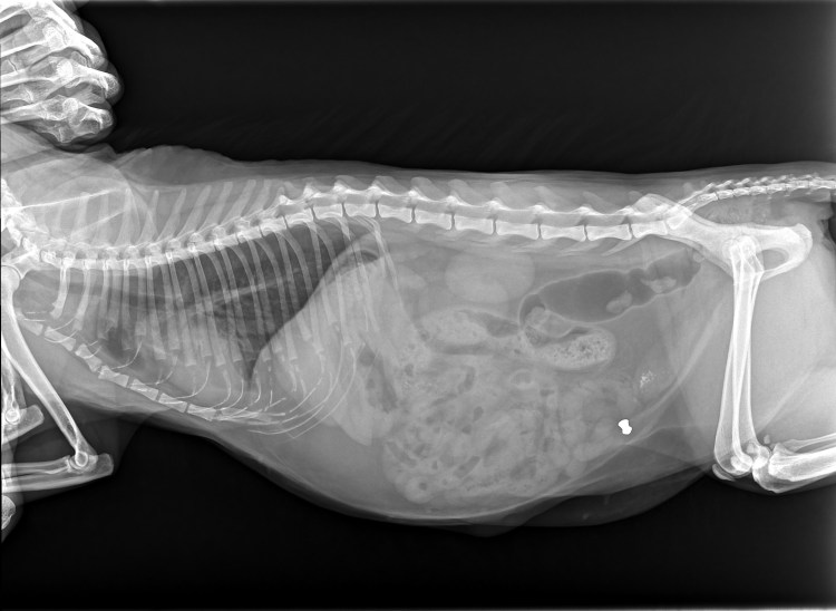 Рентген брюшной полости собаки в норме