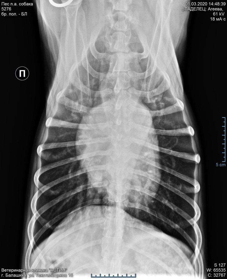 Рентген снимок нижней челюсти собаки
