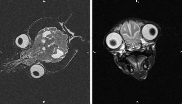 Рентген беременной собаки