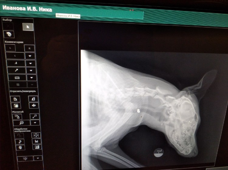 Рентгенография ЖКТ У собак