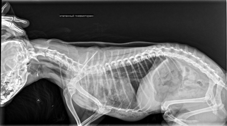 Пневмоторакс у кошки рентген