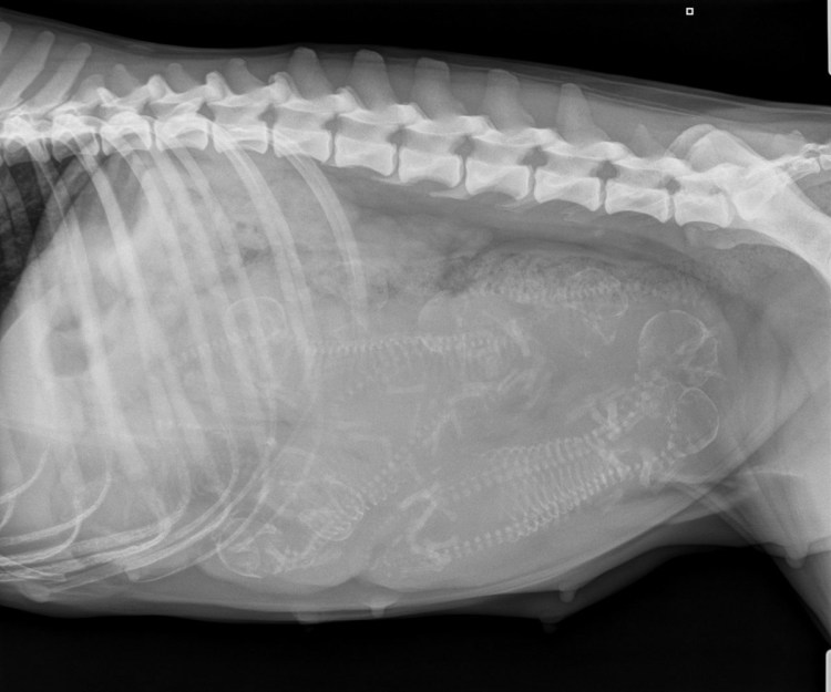 Рентгеновский снимок легких собаки