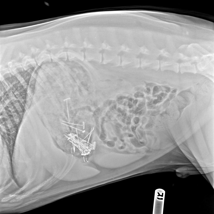 Рентген беременность собаки