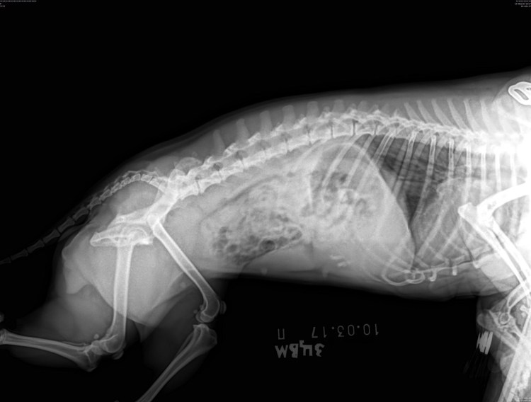 Новообразование селезенки у собак рентген