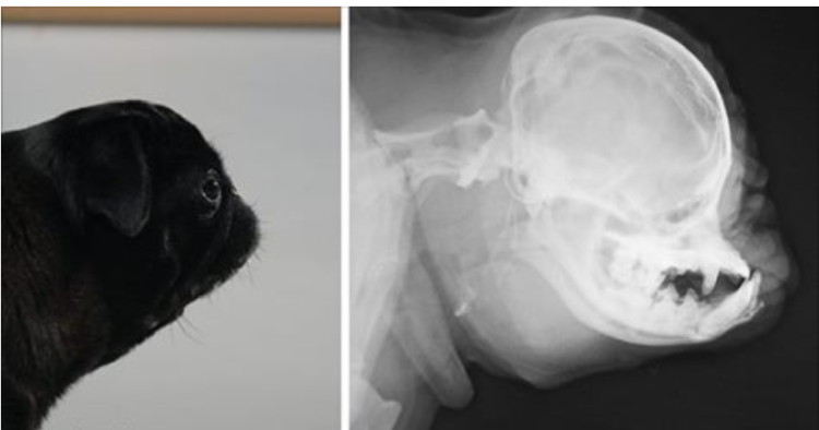 Рентген беременной собаки