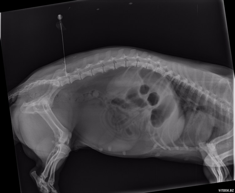 Миелография позвоночника у собак