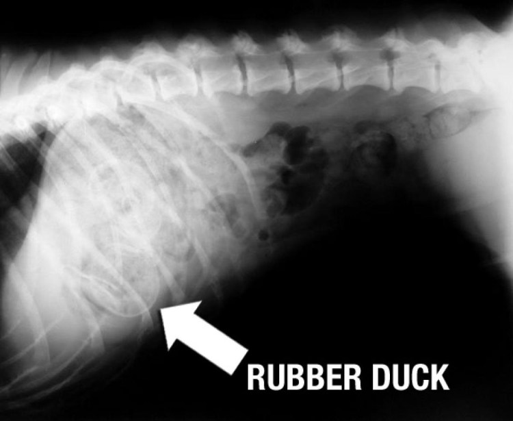 Пиометра на рентгене у собак